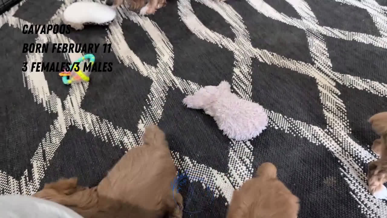 Cavapoo dogs for sale: Rocco - Video 3