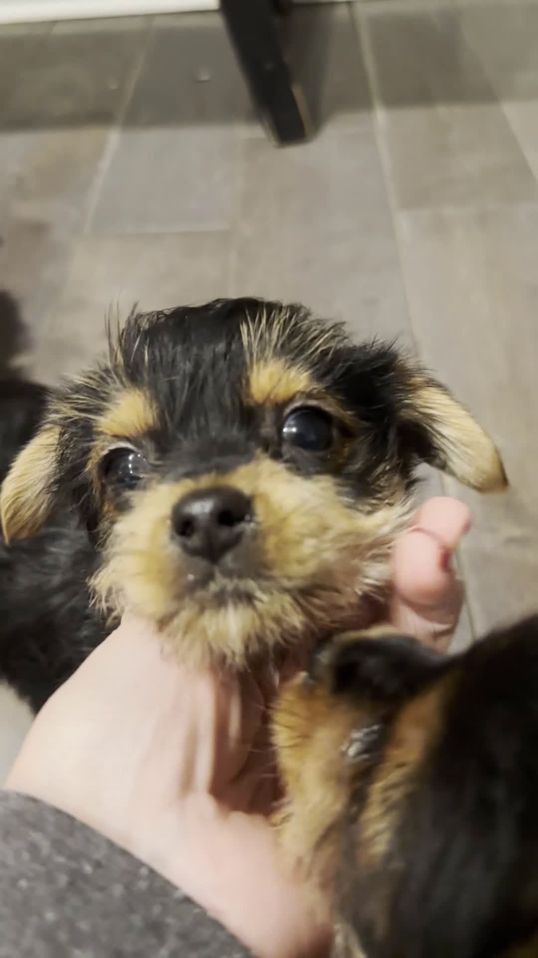 Yorkshire Terrier dogs for sale: Koda - POTTY And CRATE TRAINING NOW HOME RAISED - Video 1