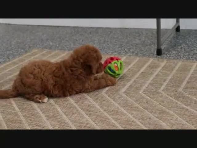 Mini Goldendoodle dogs for sale: Kendra - Video 1
