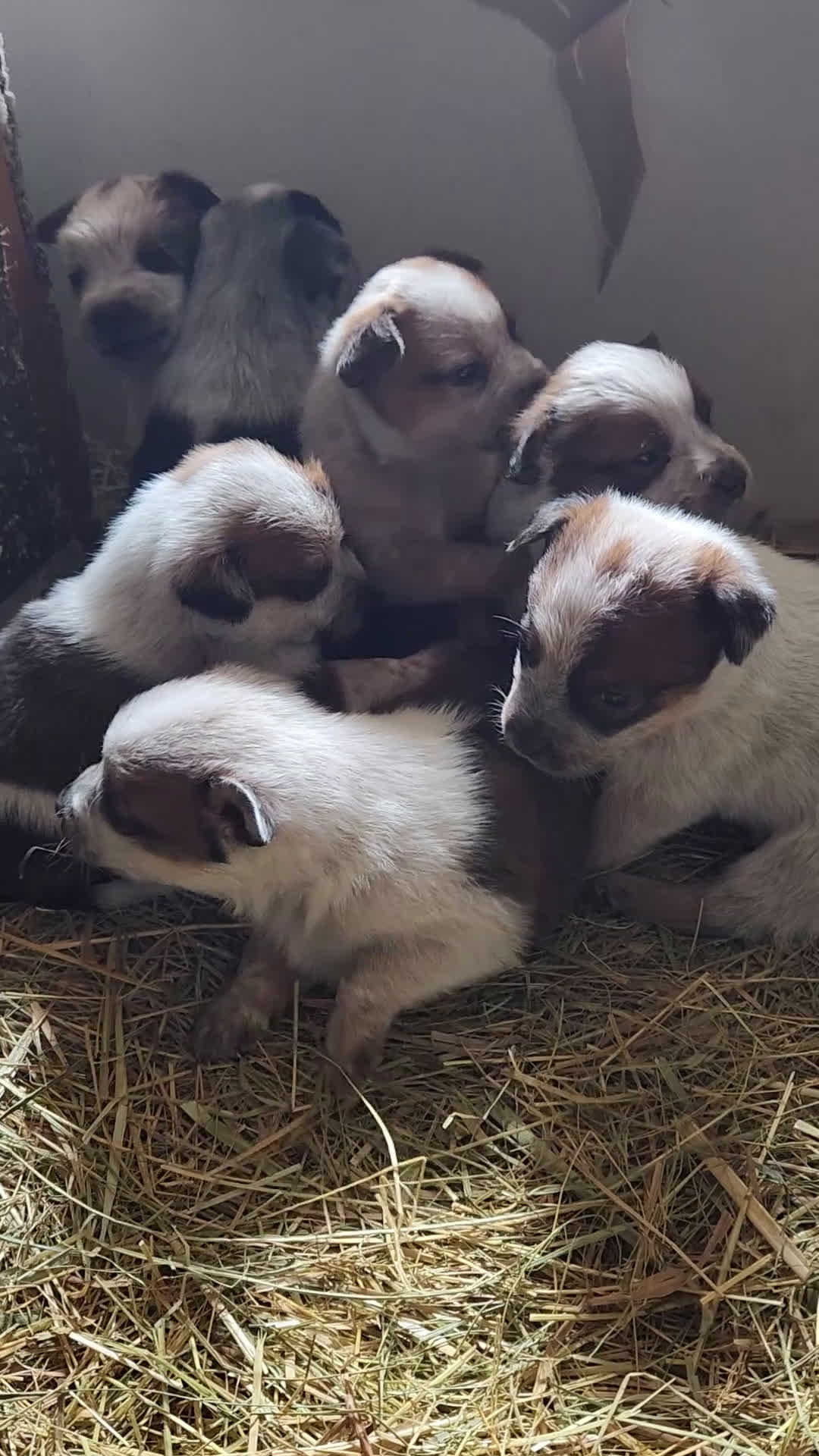 Australian Cattle Dog dogs for sale: Australian Cattle Dog Puppy 3 - Video 1