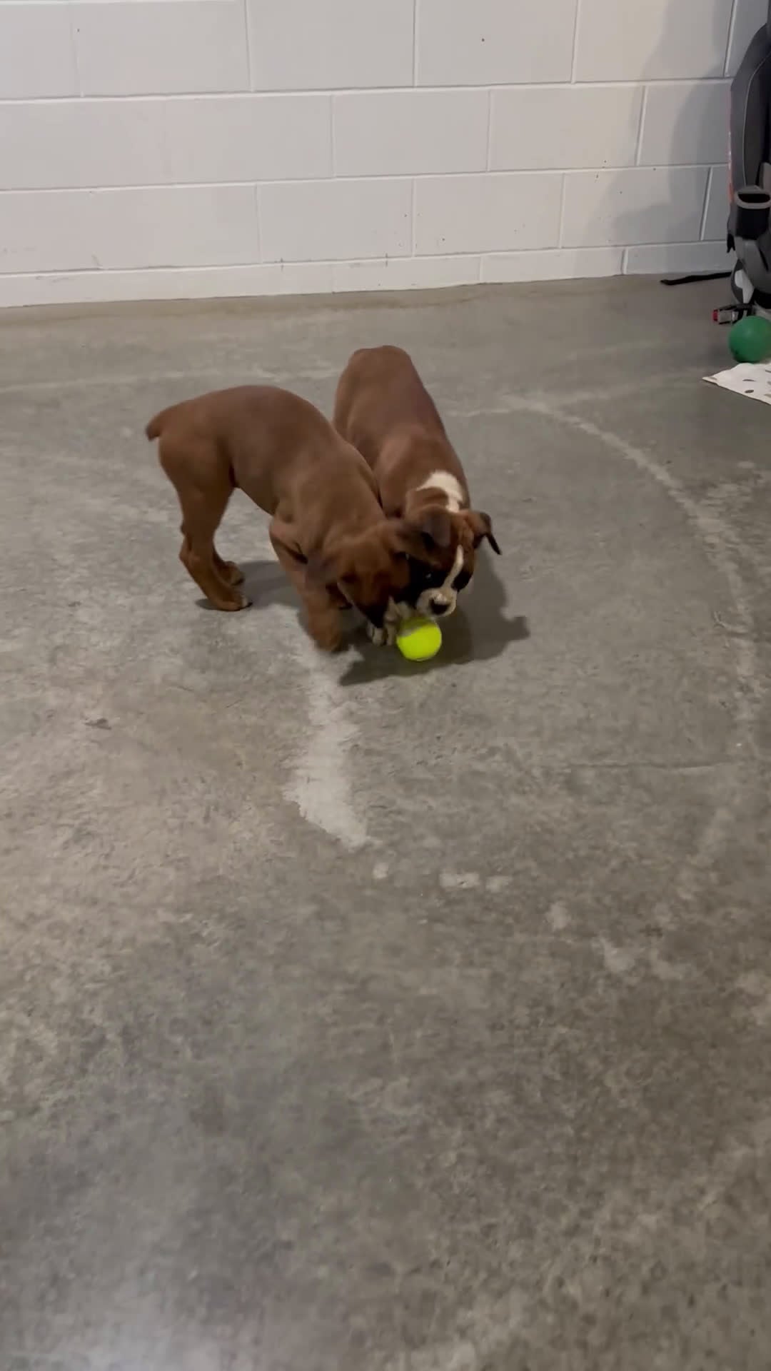 Boxer dogs for sale: Hank - Video 3