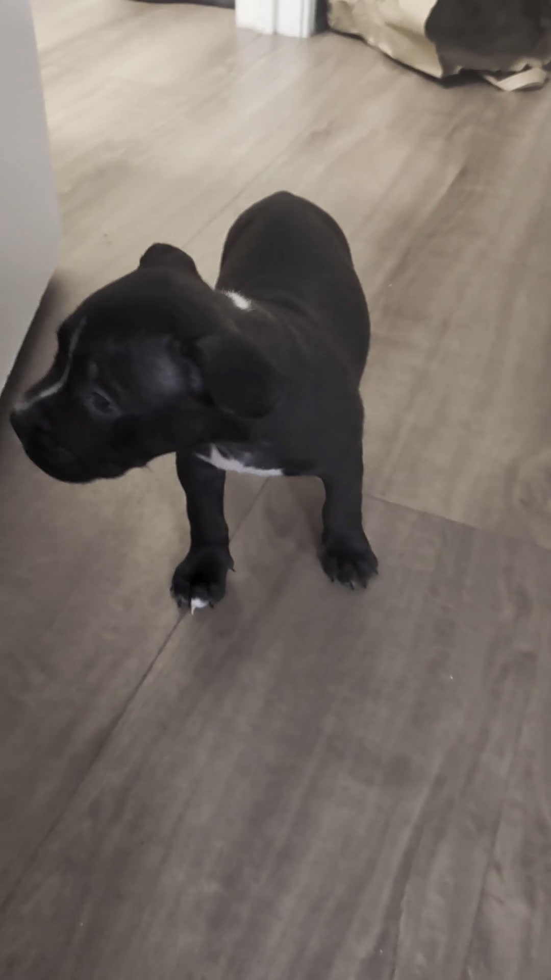 American Pit Bull Terrier dogs for sale: Bandit - Video 4