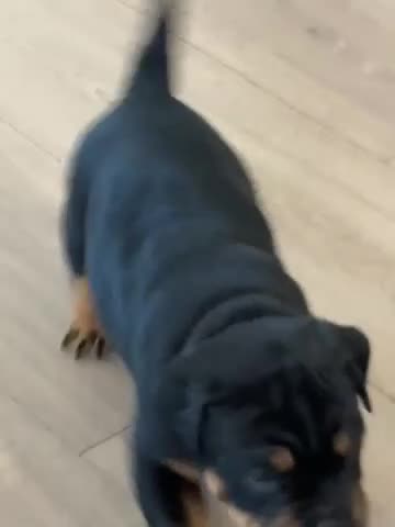 Mixed Breed dogs for sale: Diesel (Diesel) - Video 1