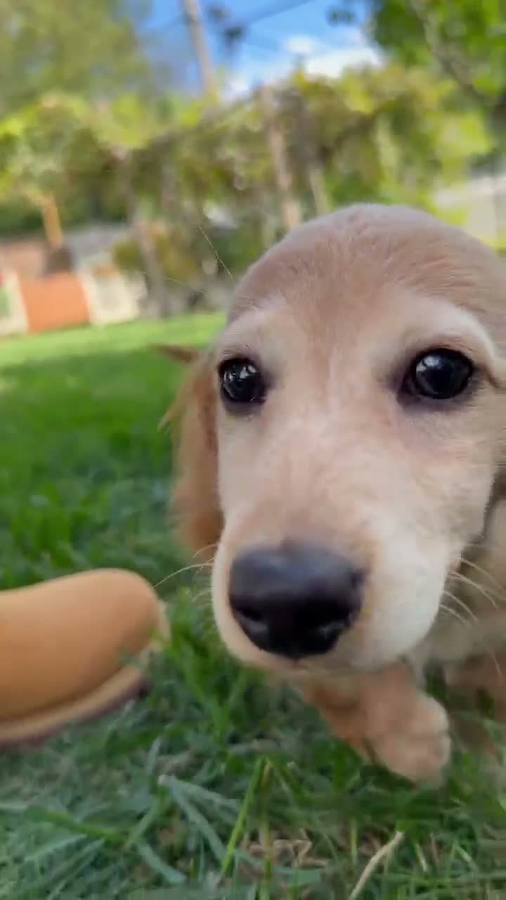 Miniature Dachshund dogs for sale:  Milo Miniature Dachshund 1 - Video 1