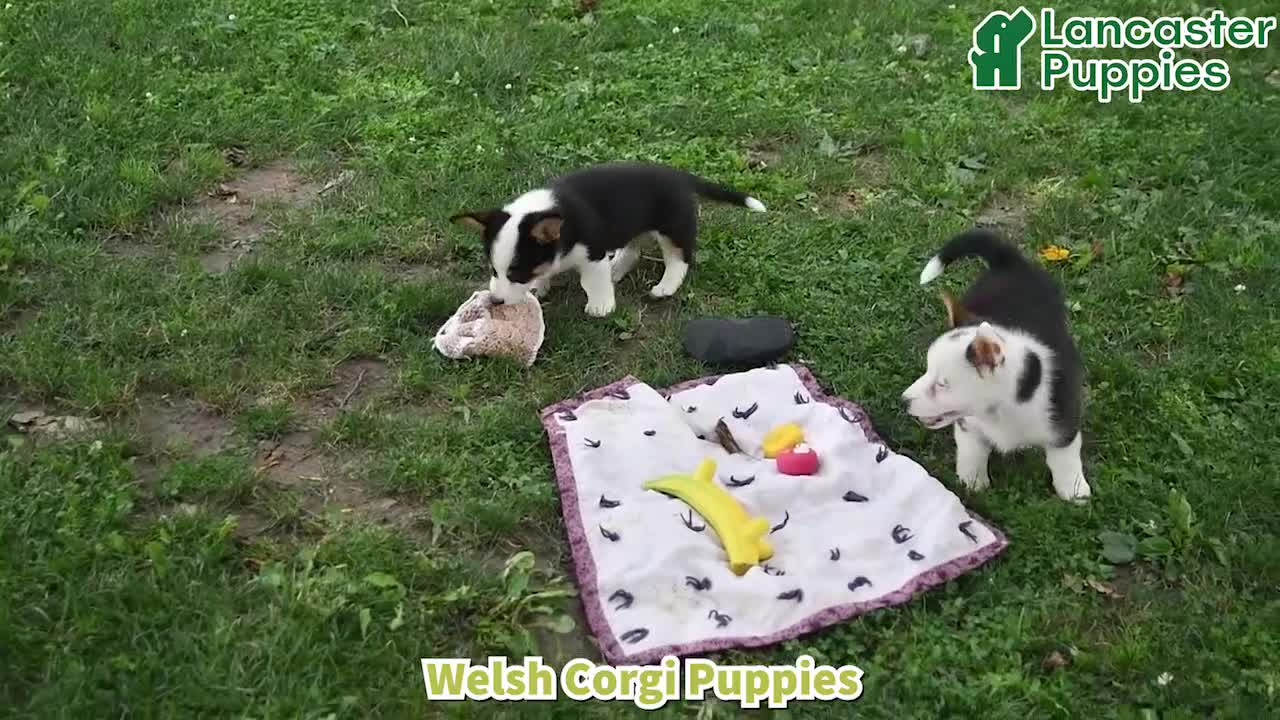 Welsh Corgi Pembroke dogs for sale: Bethany - Video 1