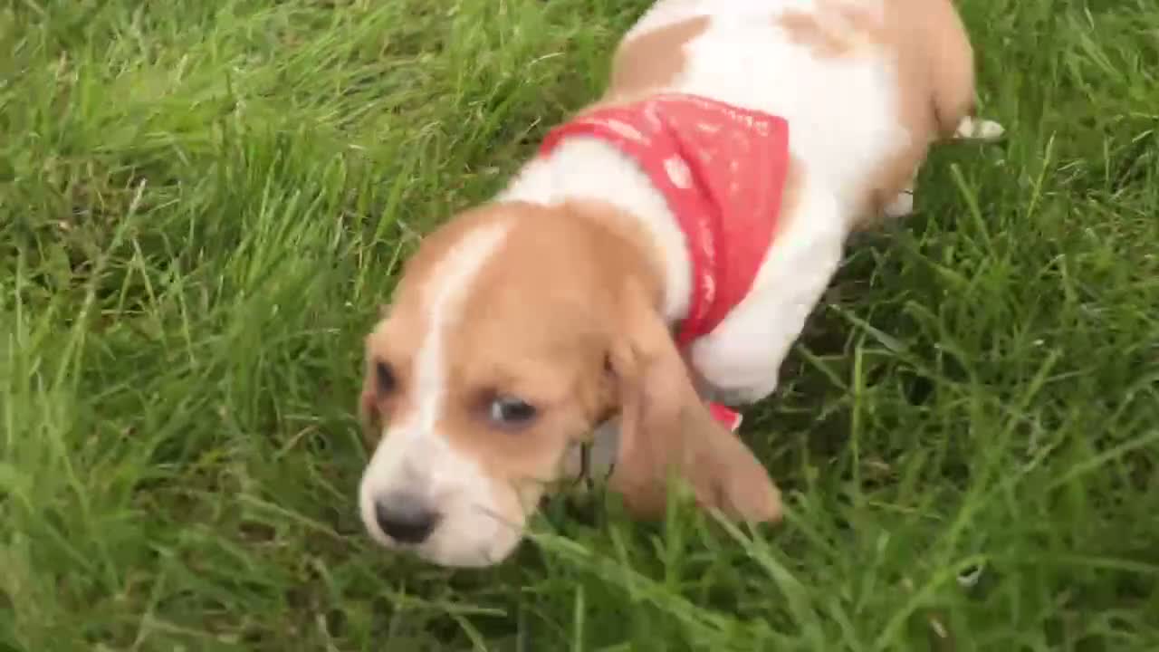 Basset Hound dogs for sale: Oscar Basset Hound  - Video 2