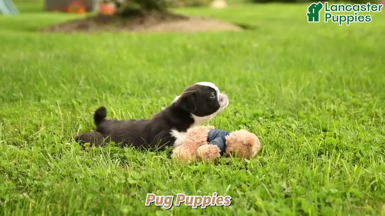 Pug dogs for sale: Kipper - Video 1