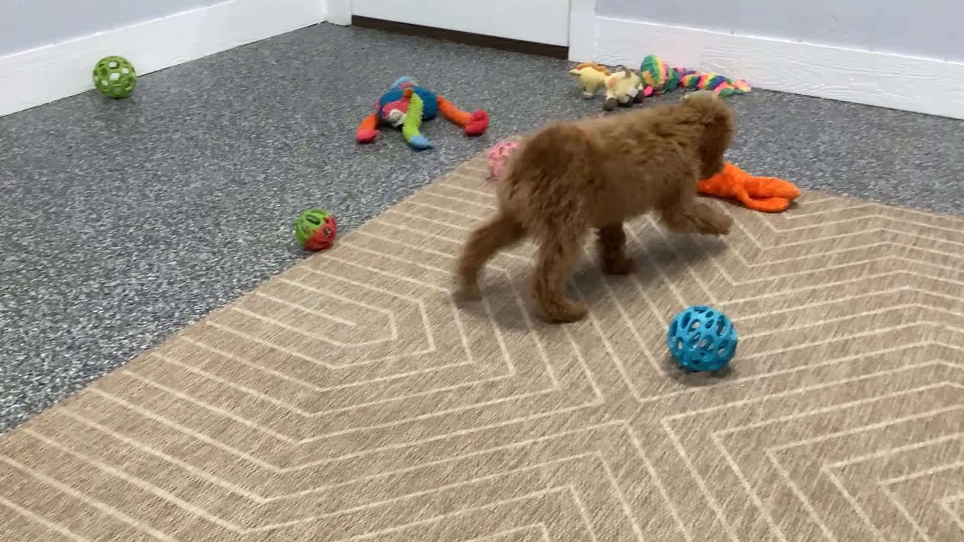 Mini Goldendoodle dogs for sale: Bandit - Video 1