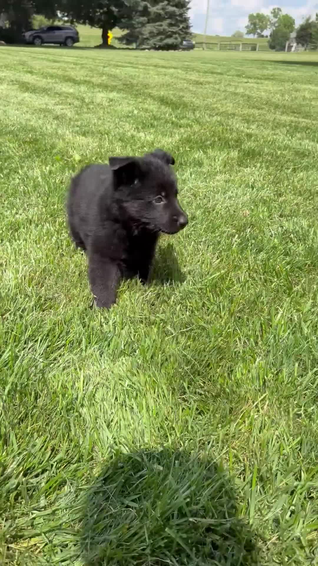 German Shepherd dogs for sale: Mav - Video 1