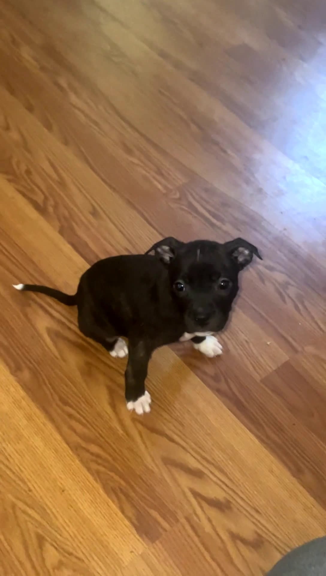 American Pit Bull Terrier dogs for sale: Bella - Video 1