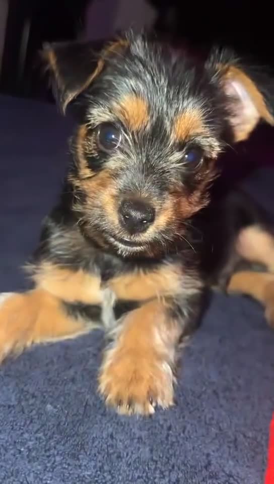 Mixed Breed dogs for sale: Mochi - Video 1
