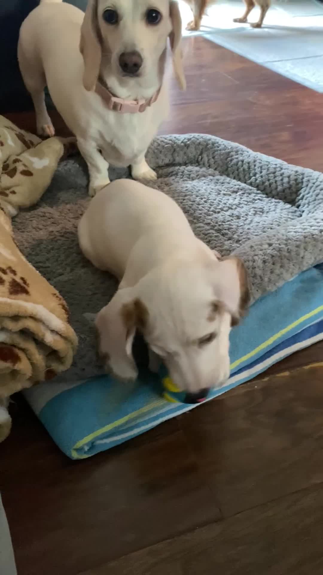 Miniature Dachshund dogs for sale: Samantha - Video 1