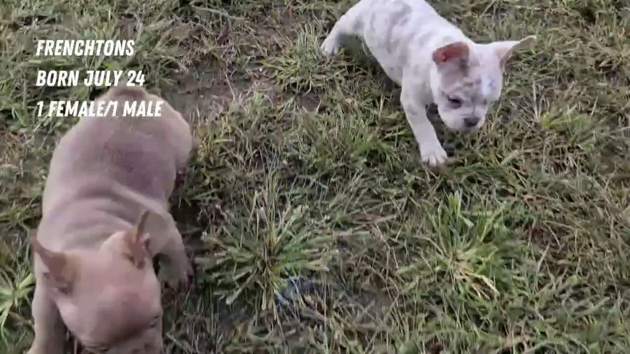 Frenchton dogs for sale: Shiloh - Video 2