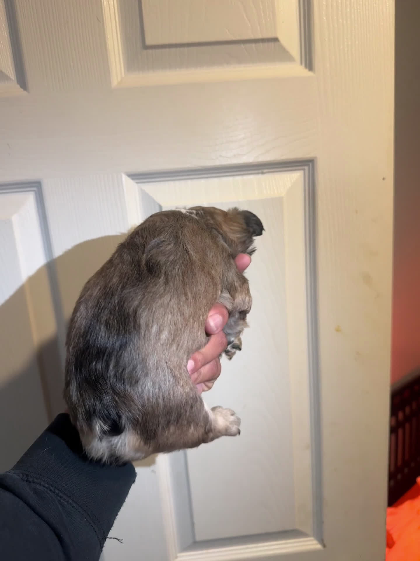 French Bulldog dogs for sale: French Bulldog Puppy 1 - Video 1