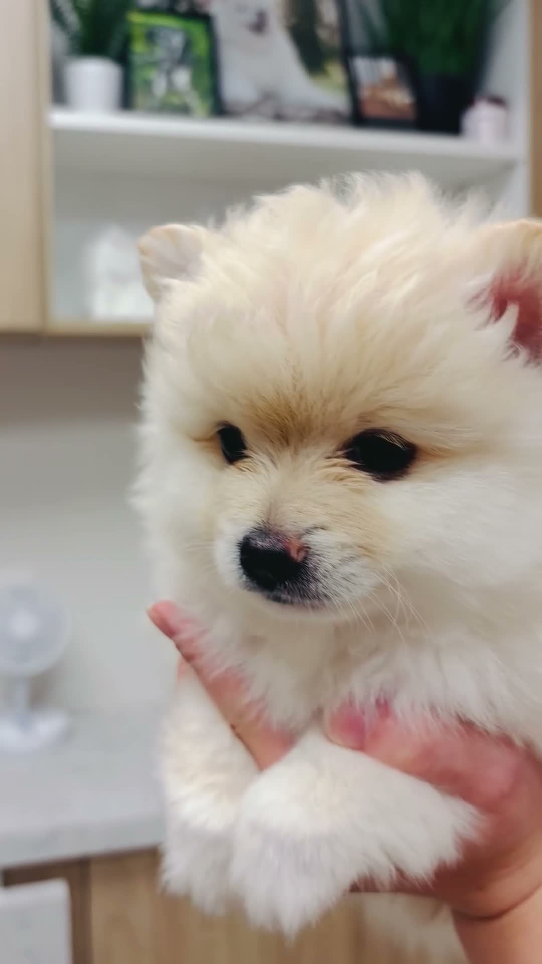 Pomeranian dogs for sale: Lasting  - Video 5