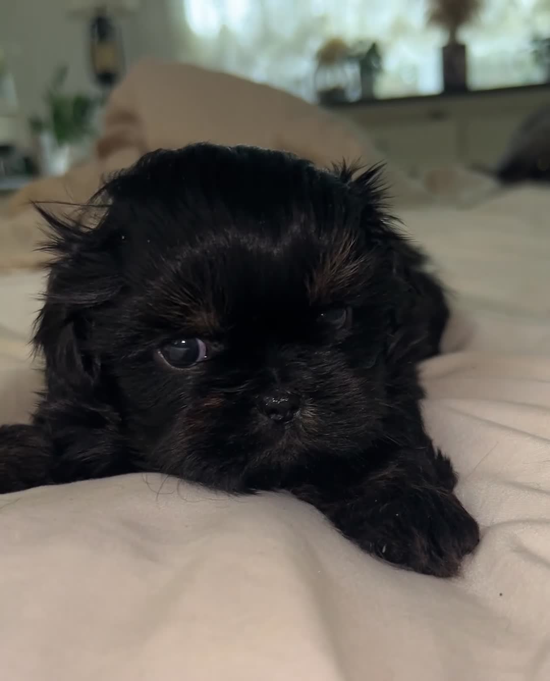 Shih Tzu dogs for sale: Reba - Video 1