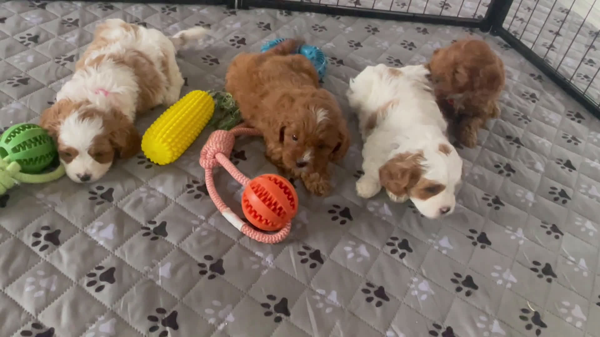 Cavapoo dogs for sale: Mr. Nemo - Video 1