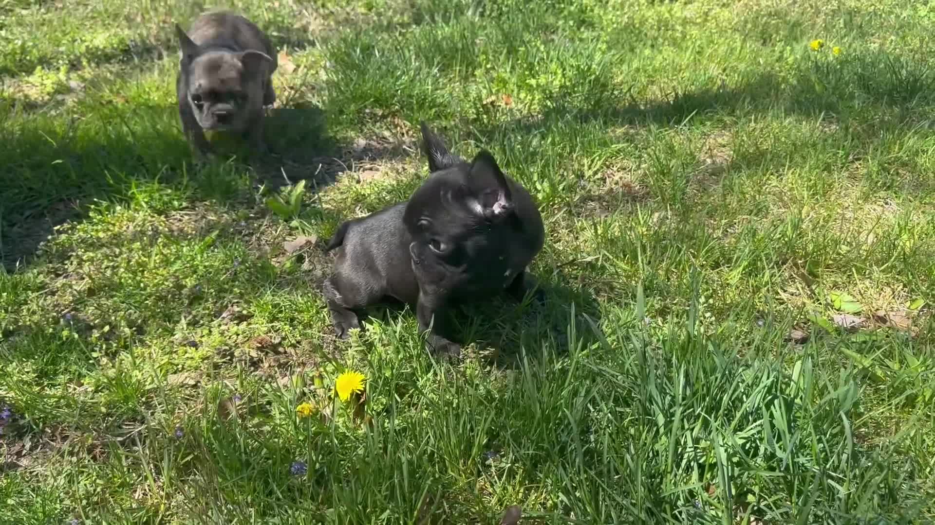 French Bulldog dogs for sale: Inti - Video 2