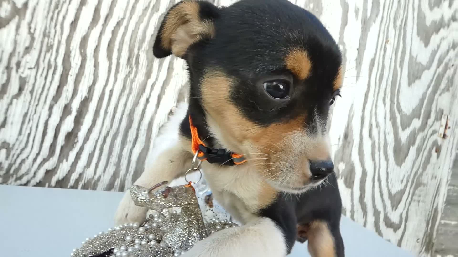 Jack Russell Terrier dogs for sale: Jack Russell Terrier 4 Nia - Video 1