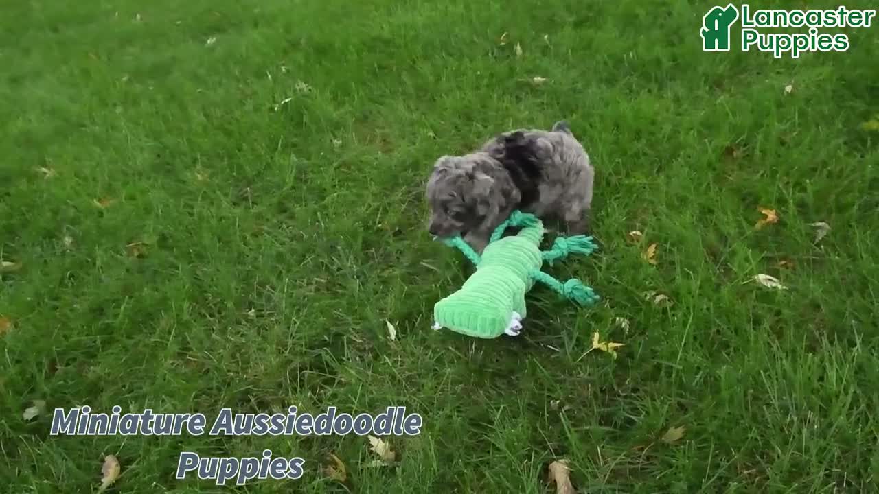 Mini Aussiedoodle dogs for sale: Louie - Video 1