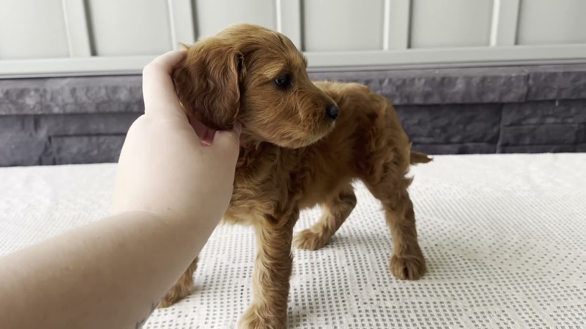 Mixed Breed dogs for sale: Ginger - Video 1