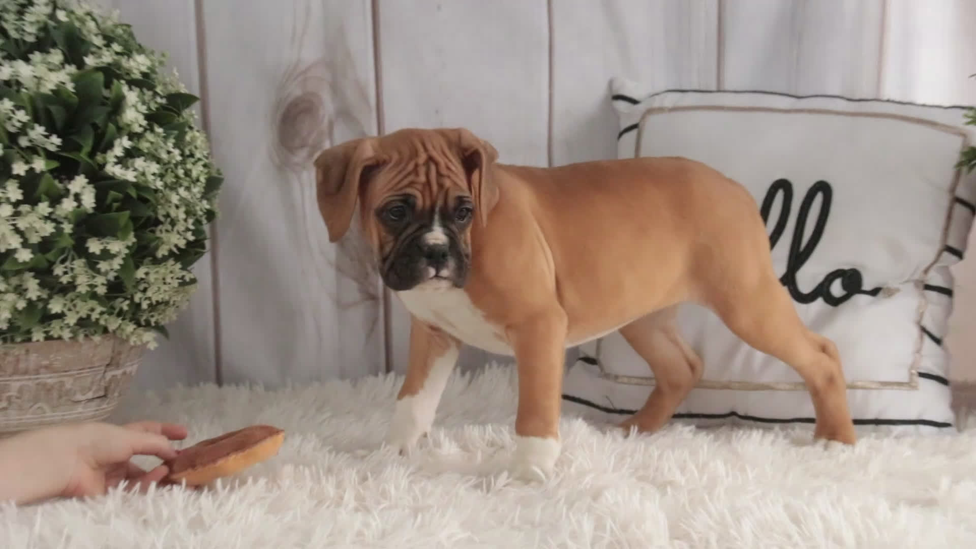 Boxer dogs for sale: Molly - Video 1