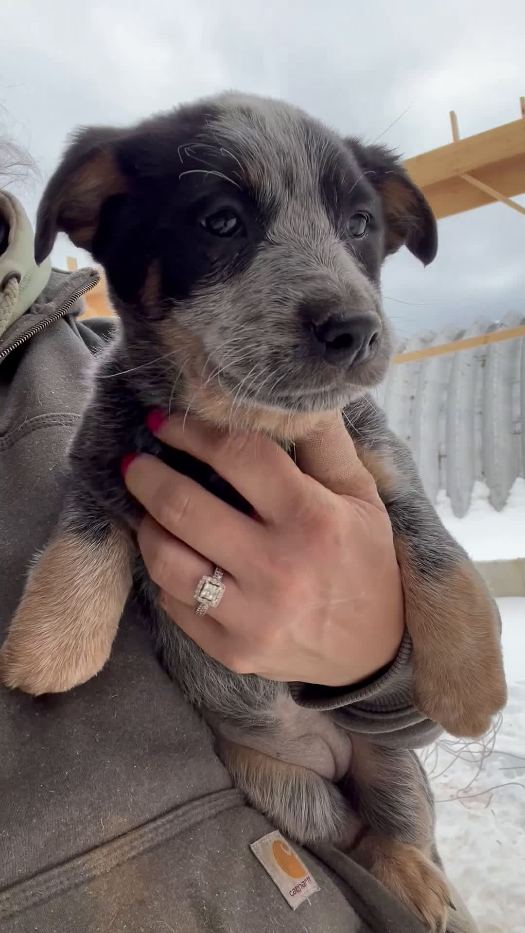Australian Cattle Dog dogs for sale: Molly - Video 1