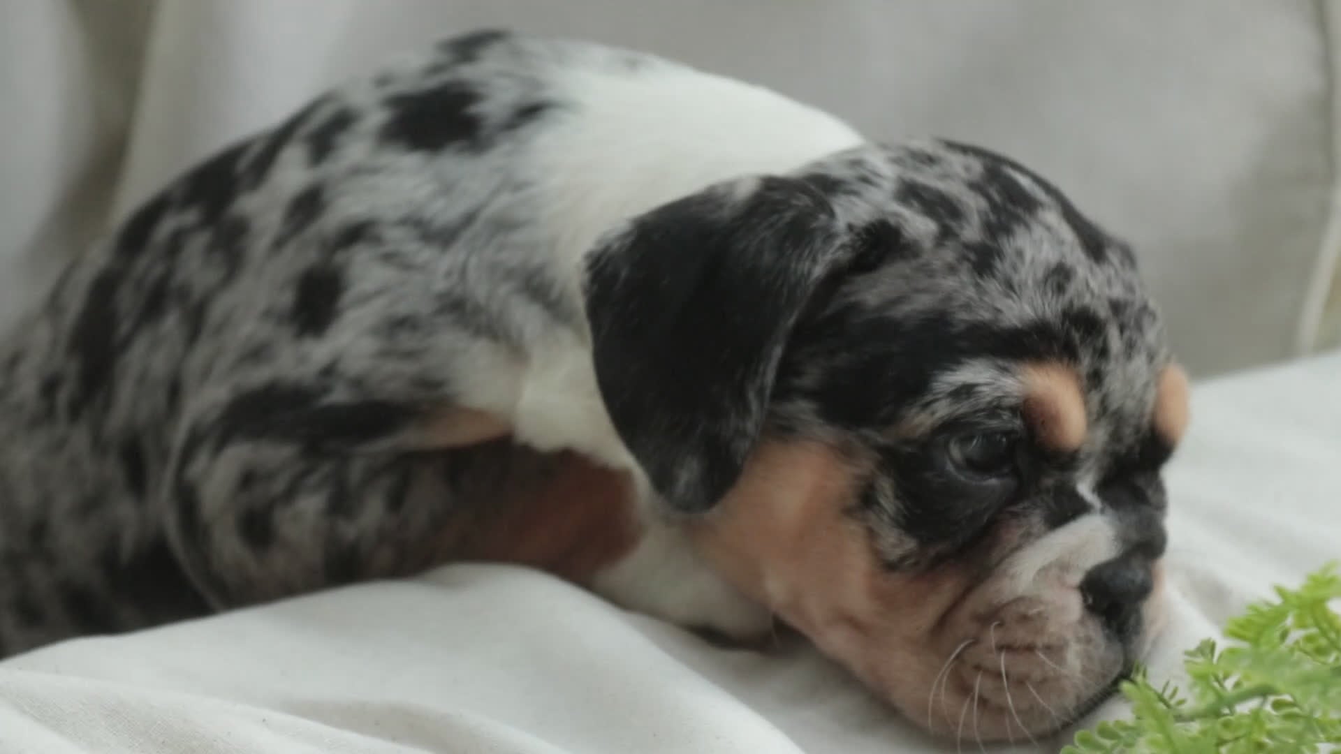 English Bulldog dogs for sale: Glitter - Video 1