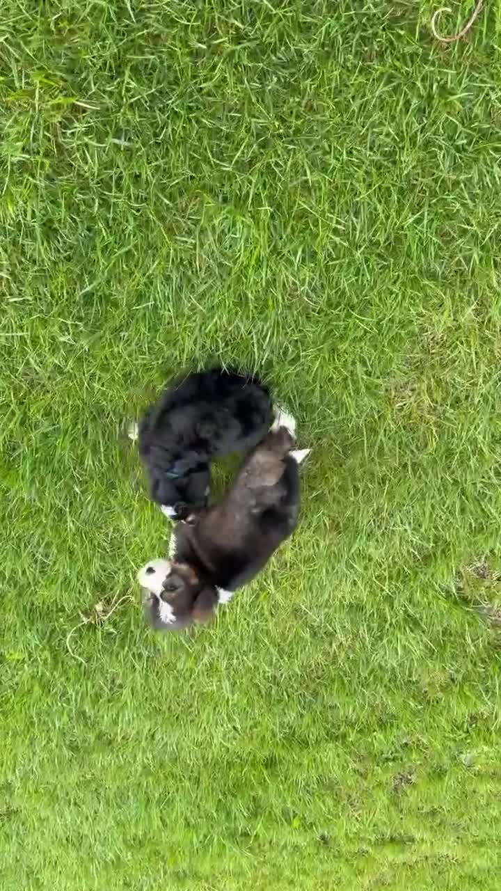 Mini Bernedoodle dogs for sale: Mini Blossom - Video 3