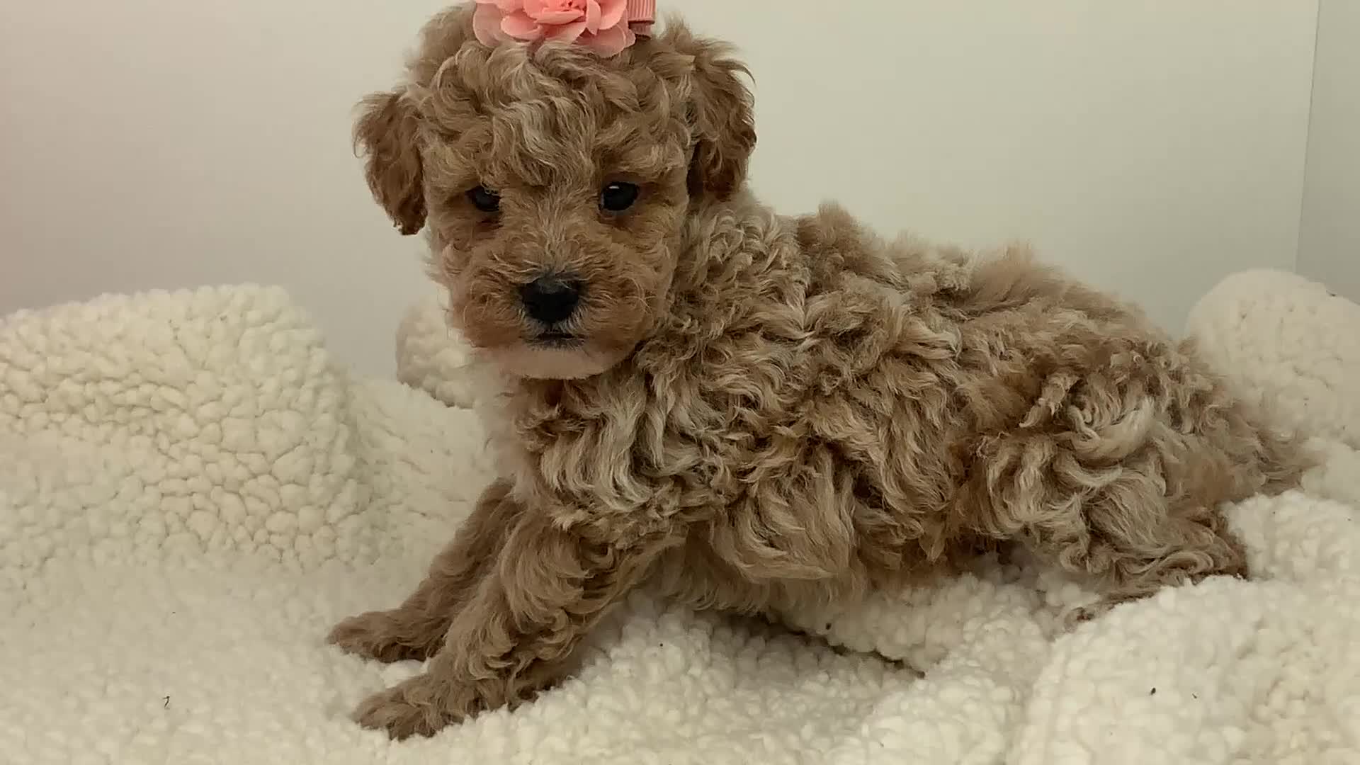 Toy Poodle dogs for sale: Joyce - Video 1
