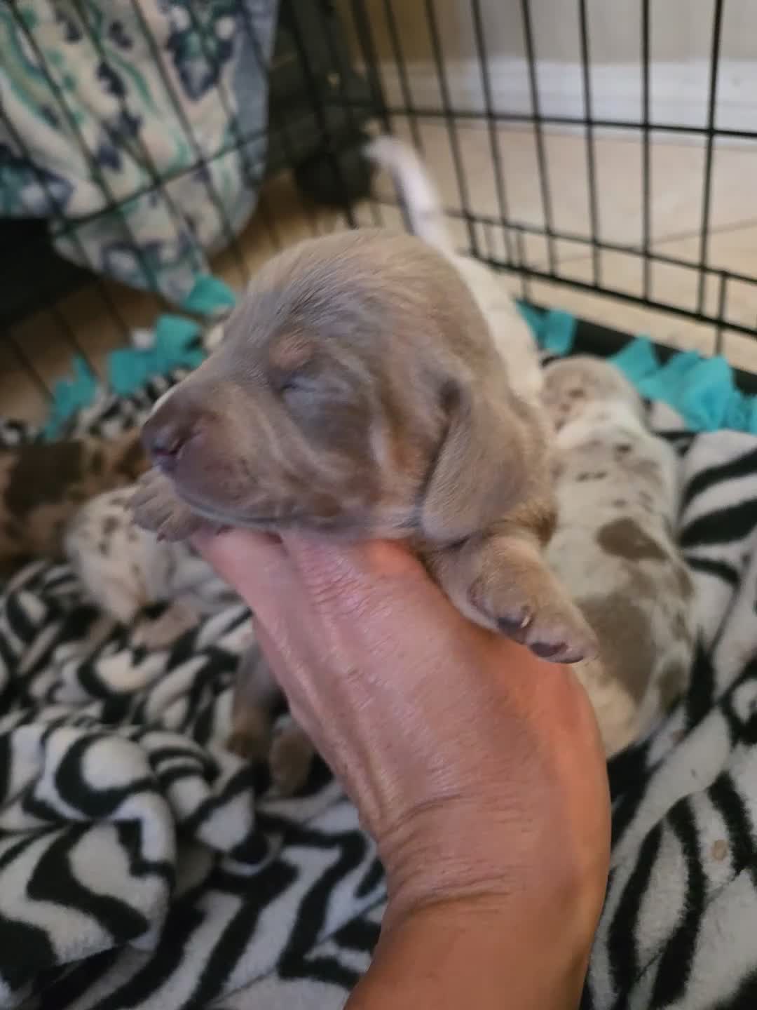 Miniature Dachshund dogs for sale: Miniature Dachshund 1 Royal - Video 1
