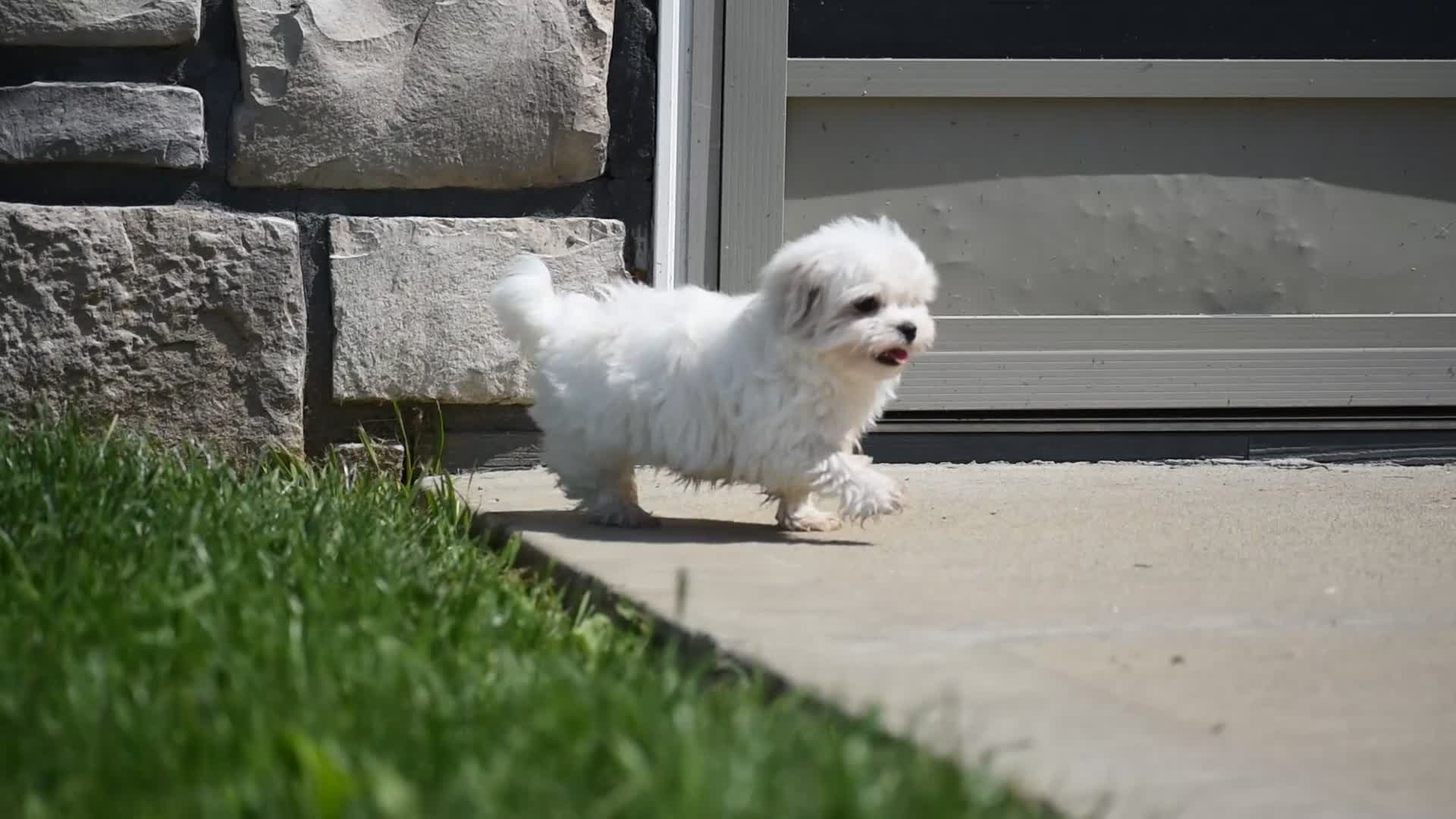 Maltese dogs for sale: Teddy - Video 2