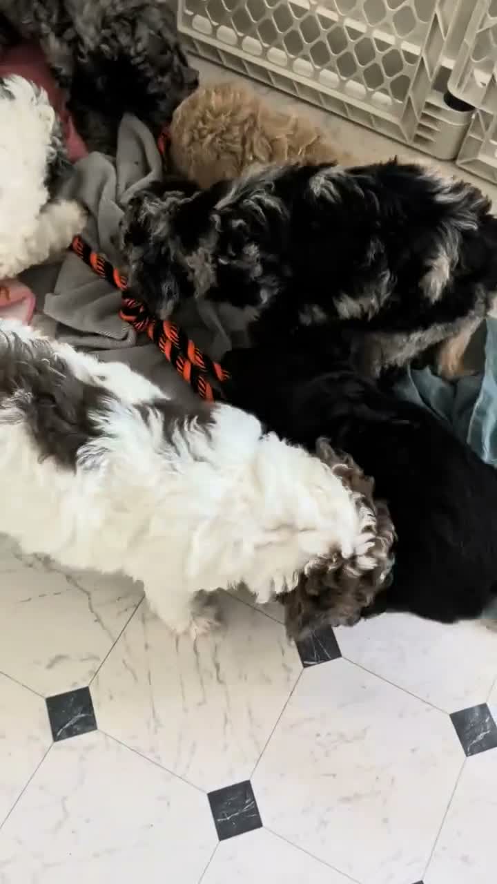 Mixed Breed dogs for sale: Golden Aussiedoodle 4 - Video 1
