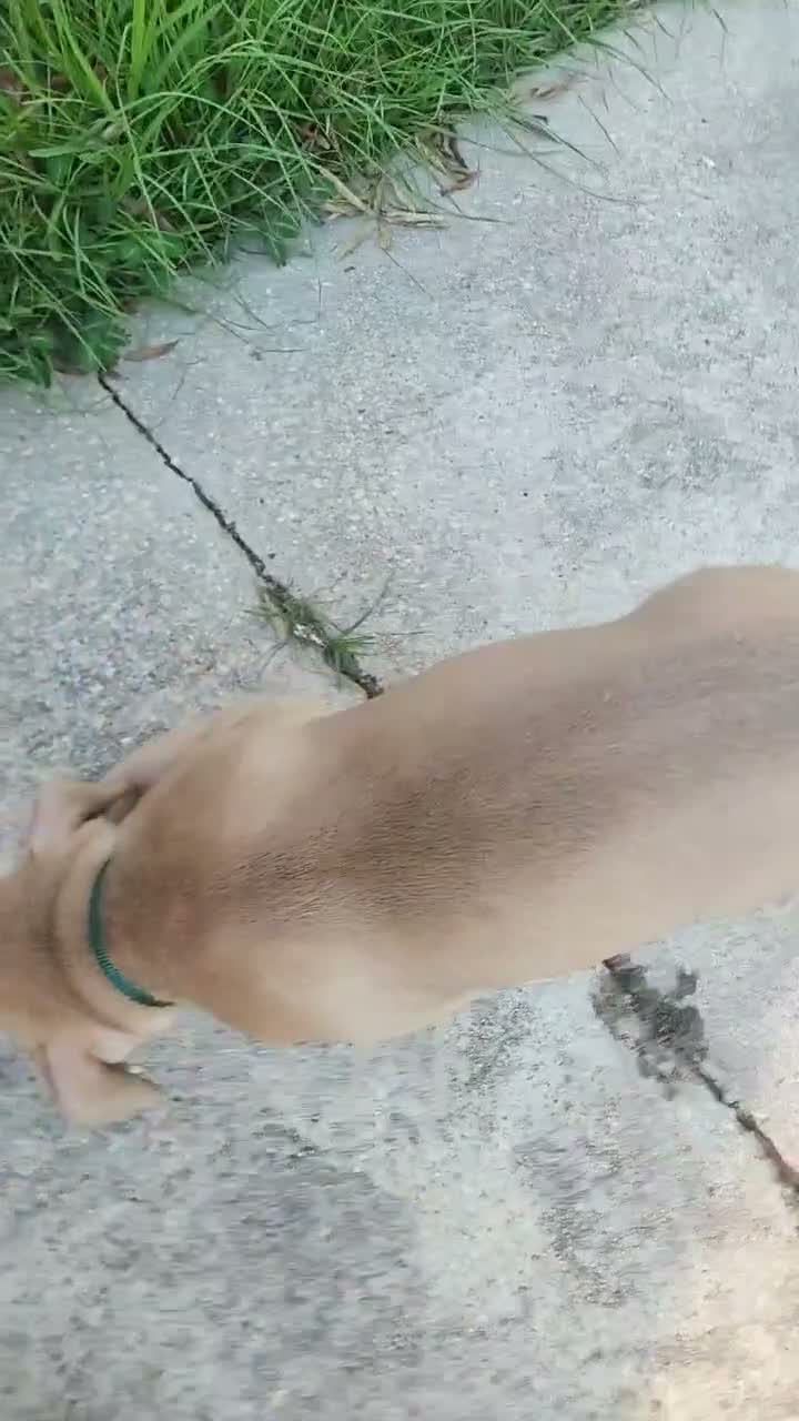 American Bully dogs for sale: Fawn Male - Video 1