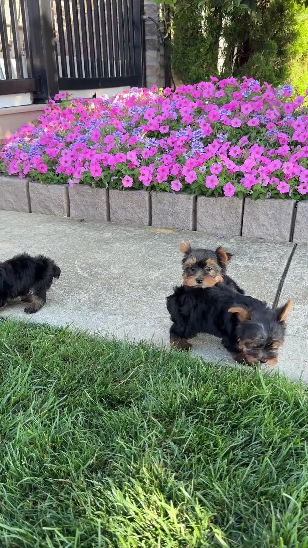 Yorkshire Terrier dogs for sale: Ira - Video 1