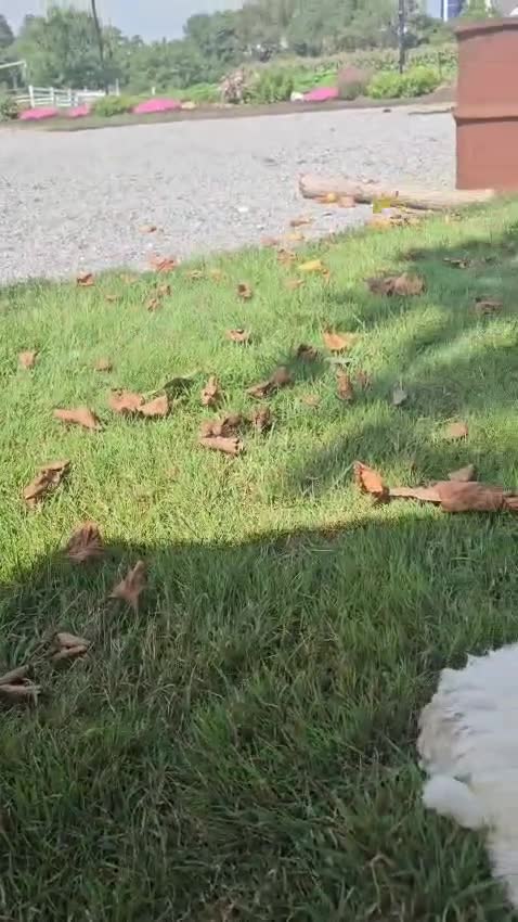 Miniature Poodle dogs for sale: Archie-Potty and Crate Training/Parents Health Tested - Video 1