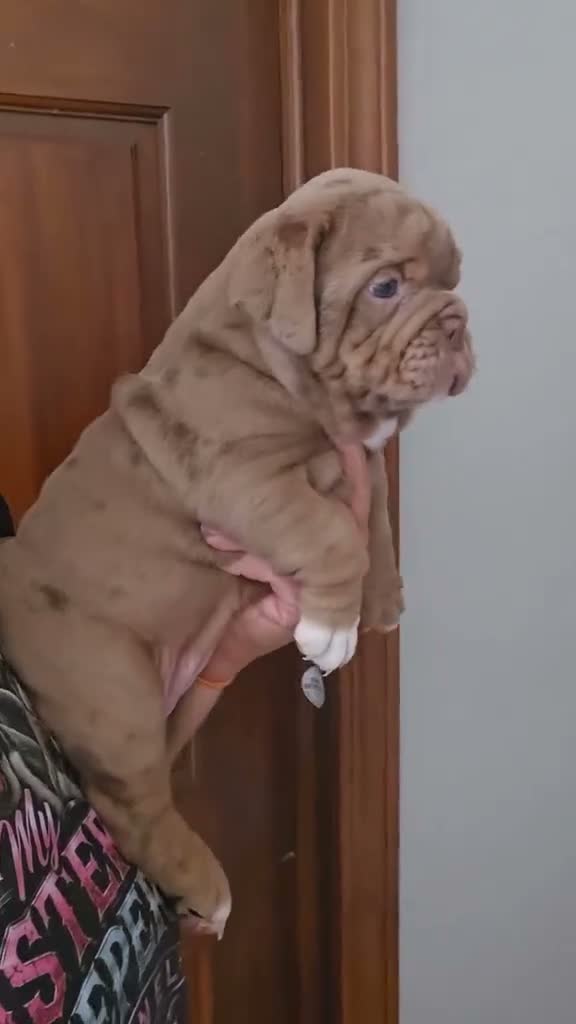 Olde English Bulldogge dogs for sale: Chocolate Merle female  - Video 1