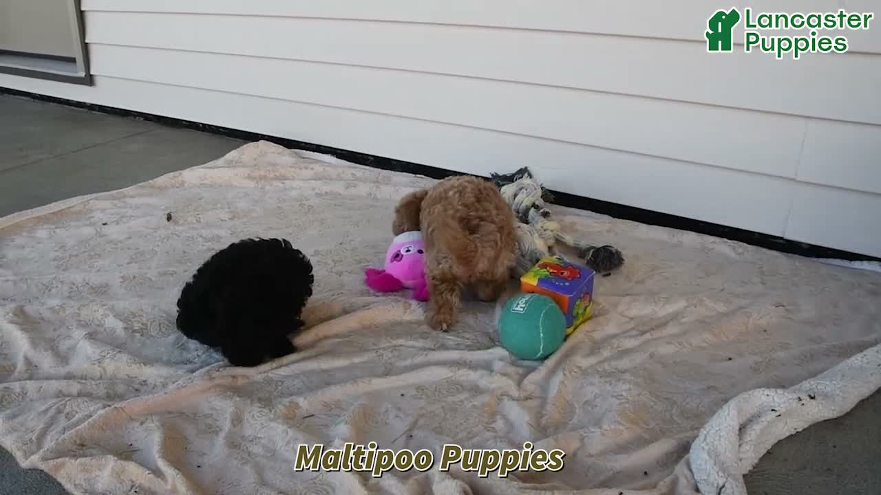 Maltipoo dogs for sale: Bowie - Video 1