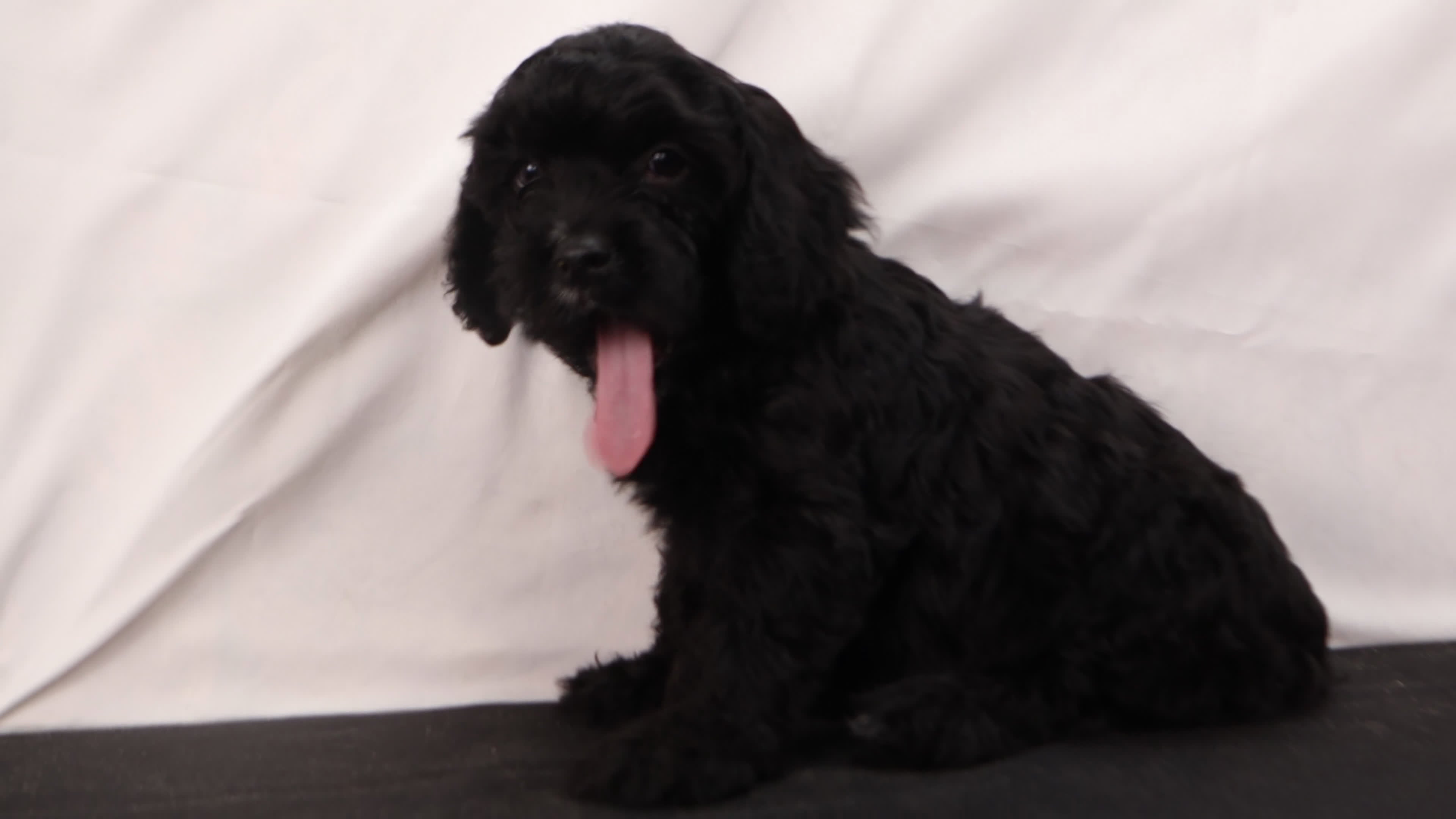 Cavapoo dogs for sale: Duke - Video 1