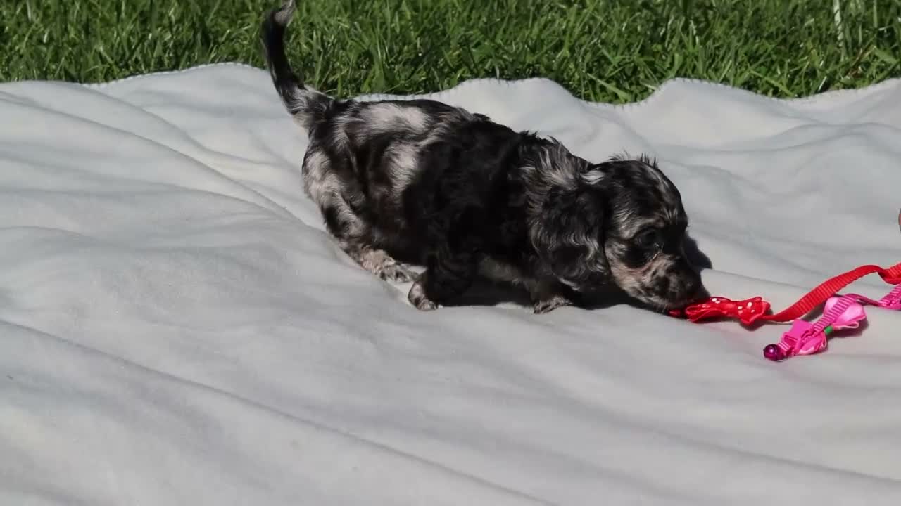 Dachshund dogs for sale: Brielle (AKC) - Video 1