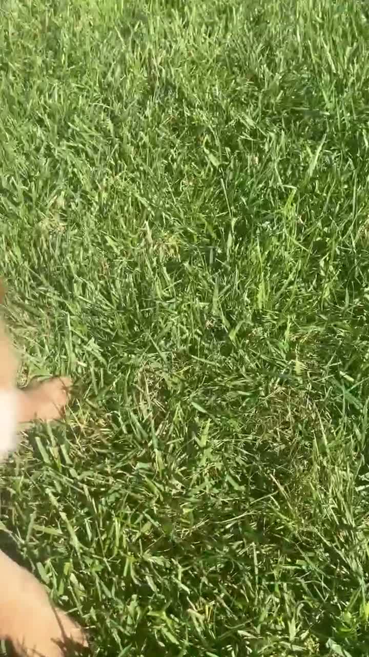 Mini Goldendoodle dogs for sale: Ranger - Video 2