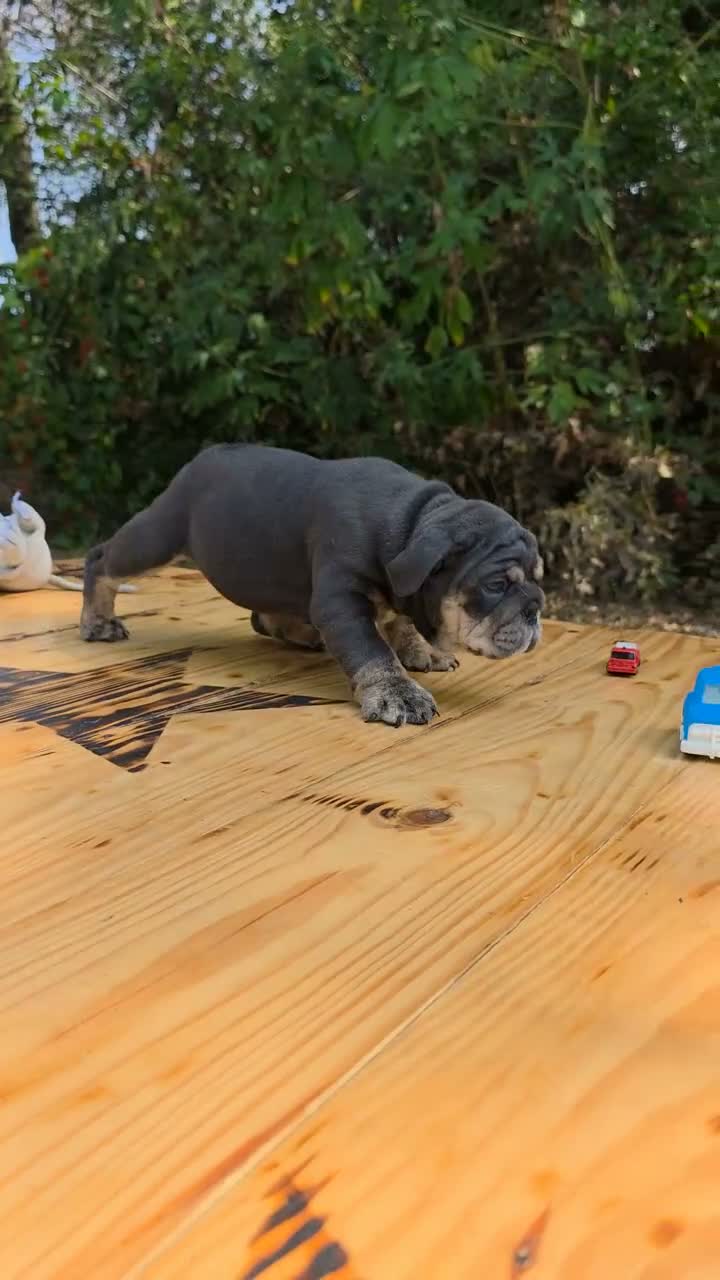 English Bulldog dogs for sale: DAKOTA - Video 1