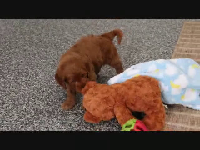 Mini Goldendoodle dogs for sale: Dillard - Video 1