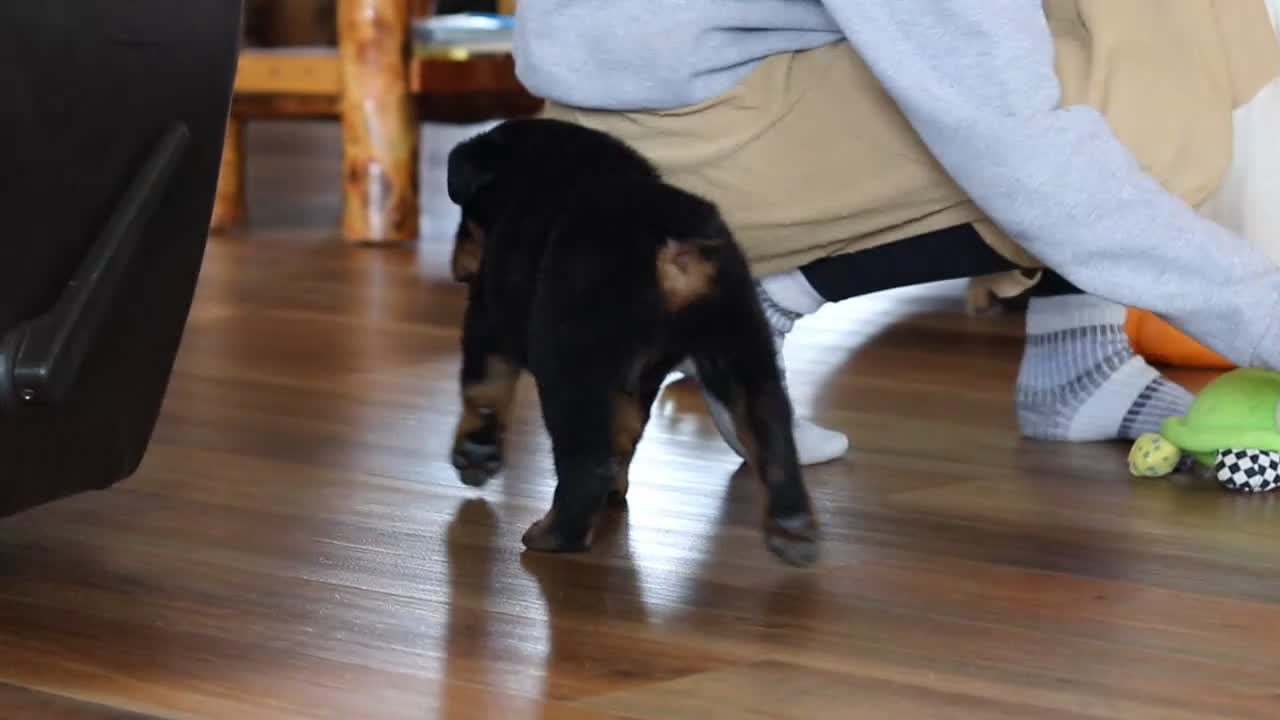 Rottweiler dogs for sale: Ace - Video 1