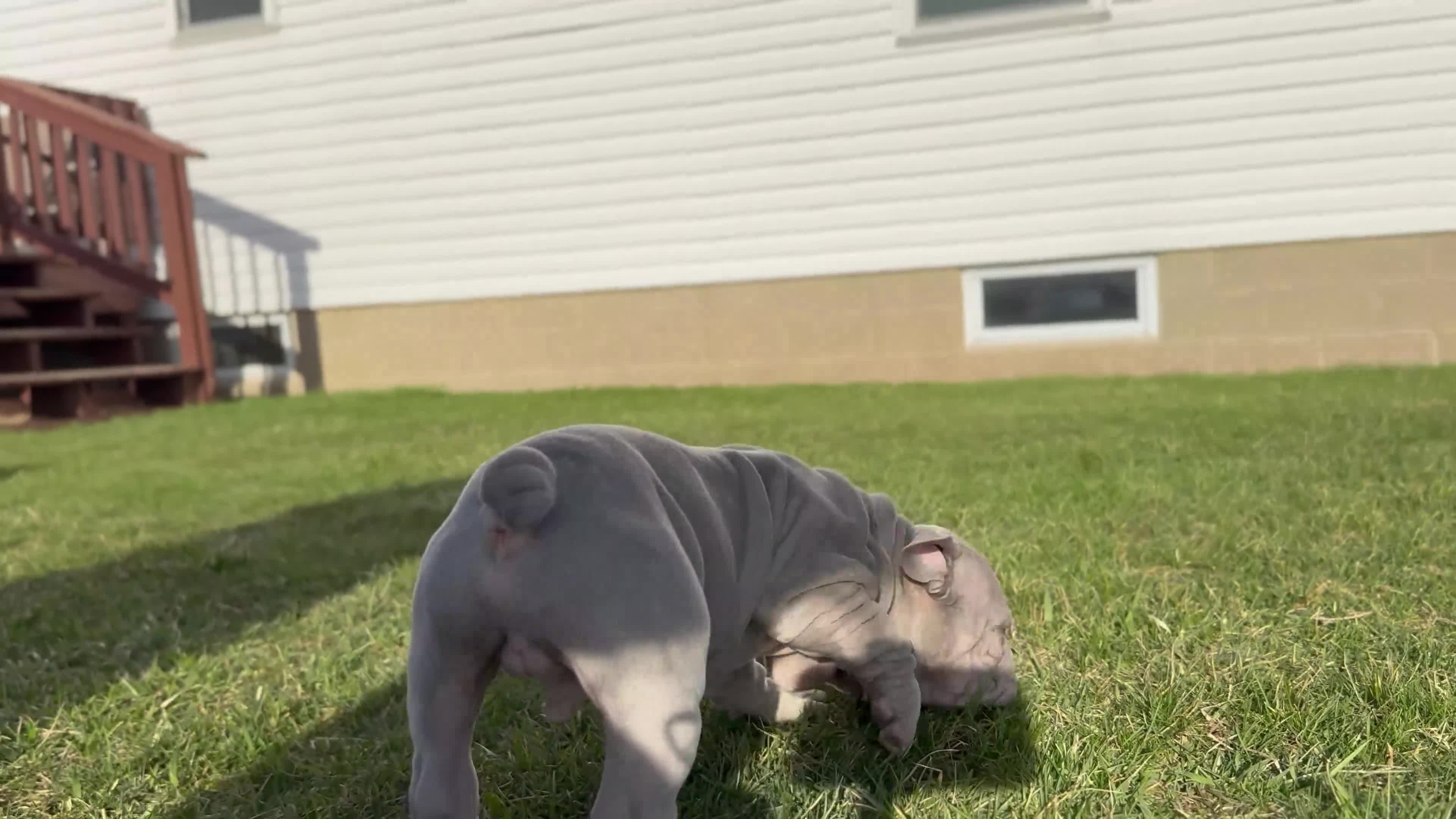 French Bulldog dogs for sale: Prestyn “ Orange” Collar, Male - Video 2