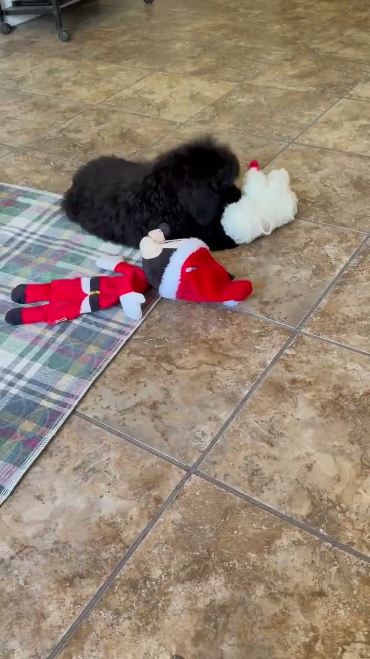 Standard Poodle dogs for sale: Raven - Video 1