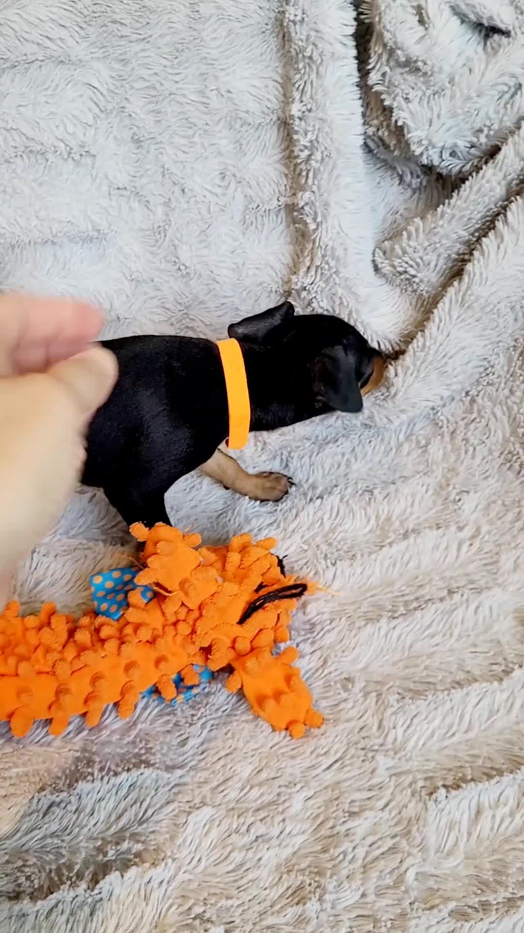 Miniature Pinscher dogs for sale: Patina  - Video 1