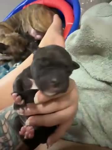Mixed Breed dogs for sale: Aries - Video 1
