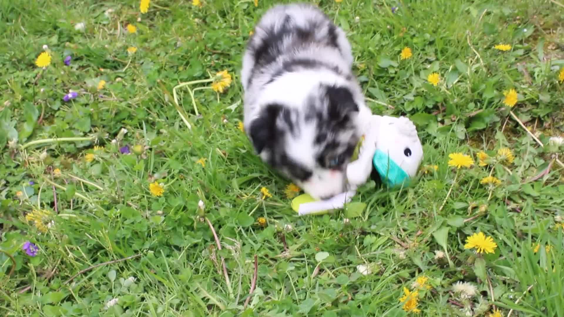 Miniature Australian Shepherd dogs for sale: Miniature Australian Shepherd Puppy 1 - Video 1