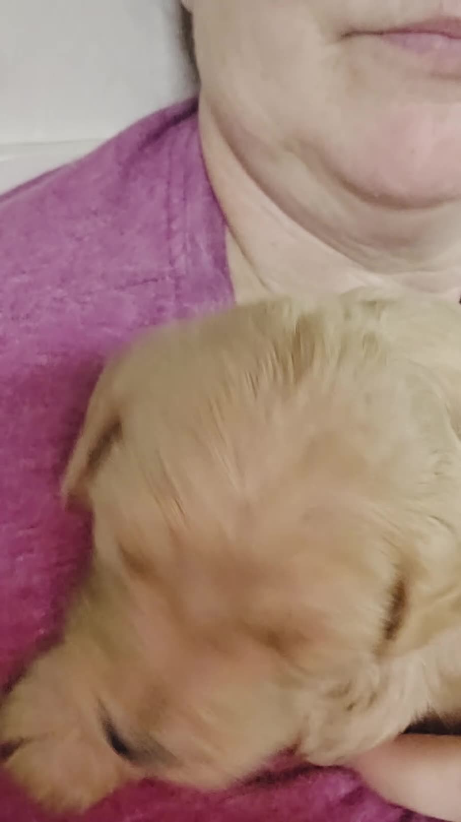 Mini Goldendoodle dogs for sale: Willow - Video 1